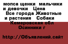 мопса щенки -мальчики и девочки › Цена ­ 25 000 - Все города Животные и растения » Собаки   . Кемеровская обл.,Осинники г.